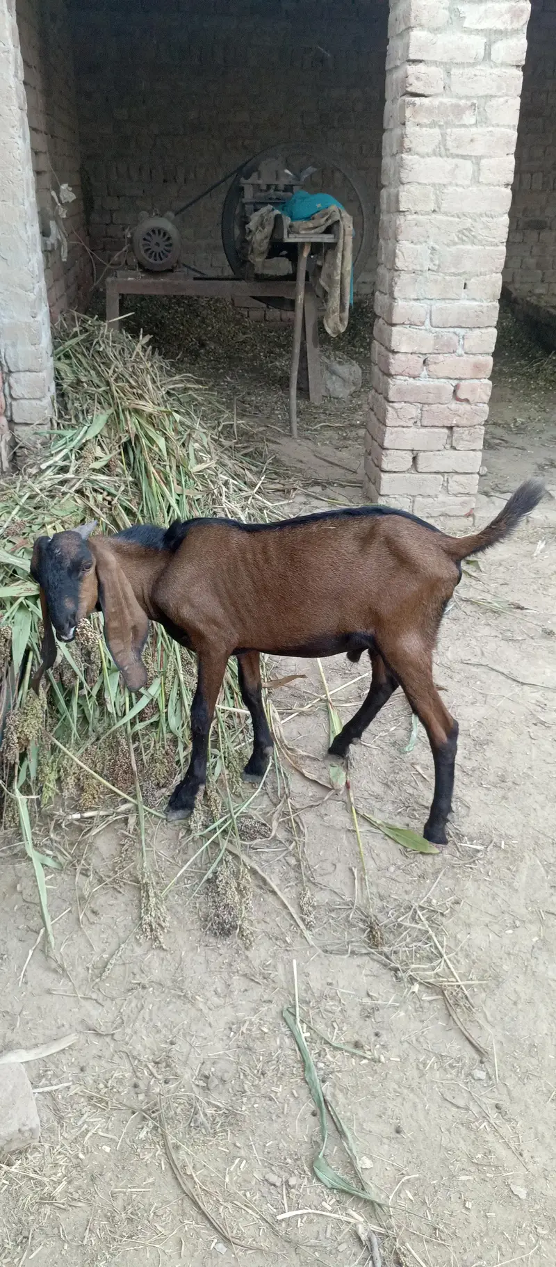 Nagra bakra — photo 2