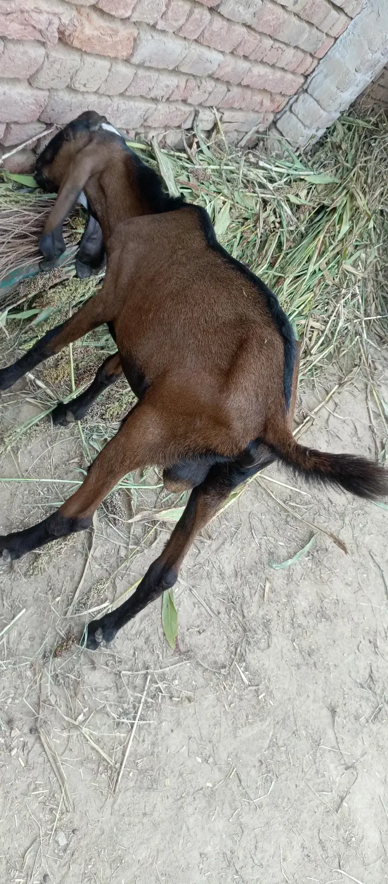 Nagra bakra — photo 3