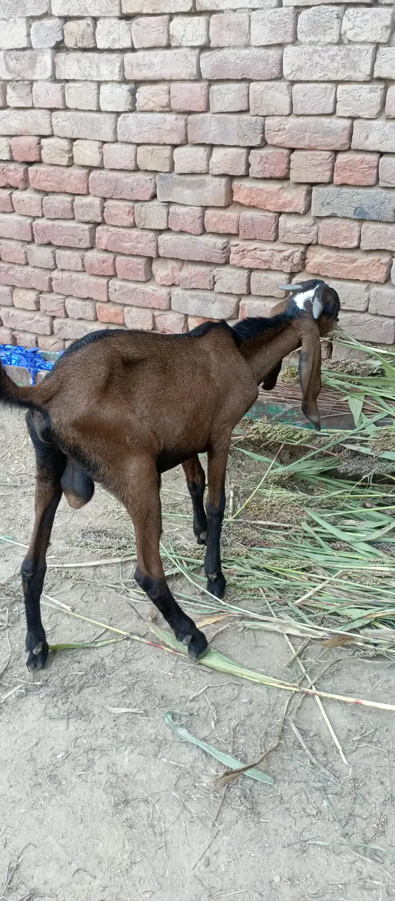 Nagra bakra — photo 5