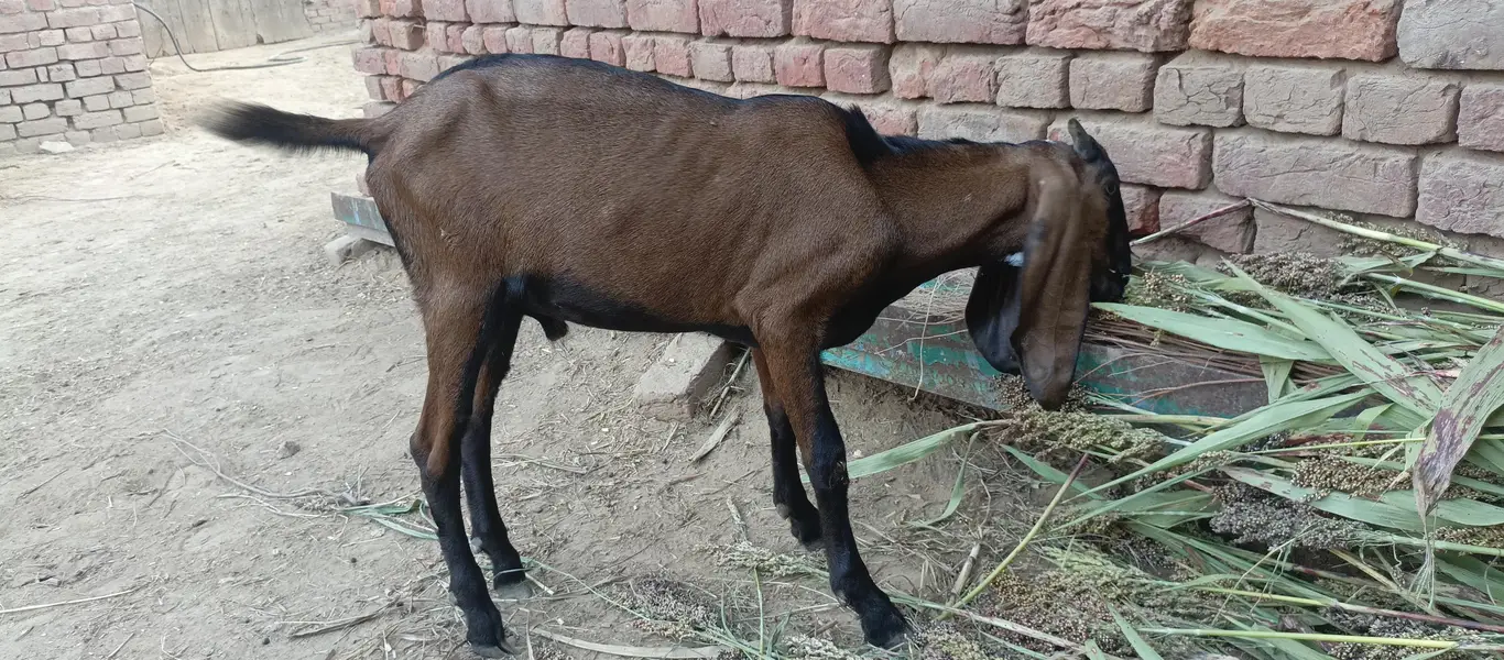 Nagra bakra — photo 6