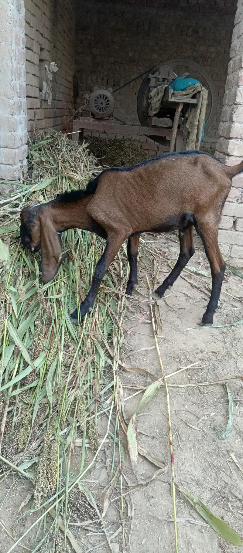 Nagra bakra — photo 7