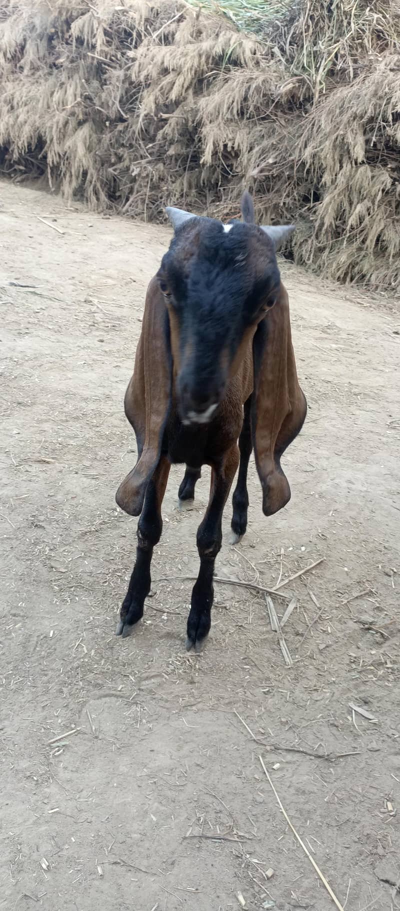 Nagra bakra 7