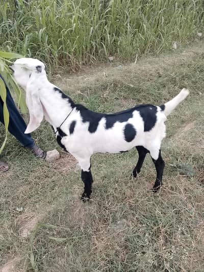 beetle breed male behtrrn qualty wala for sale