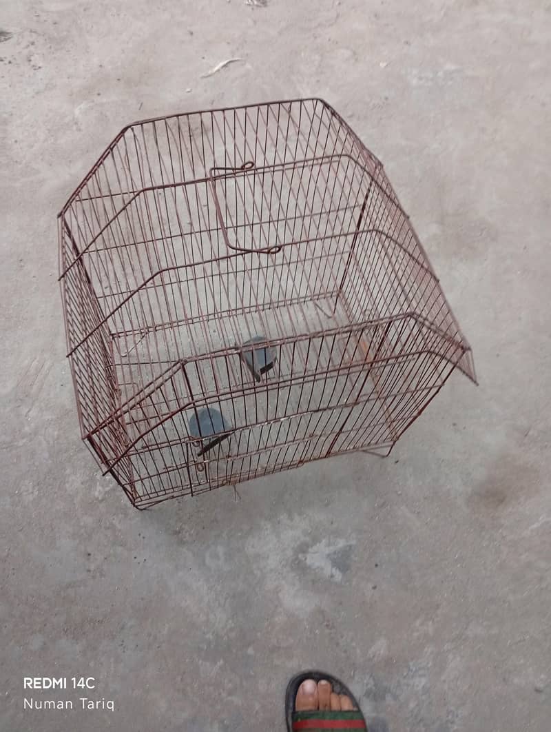 bird cage 0
