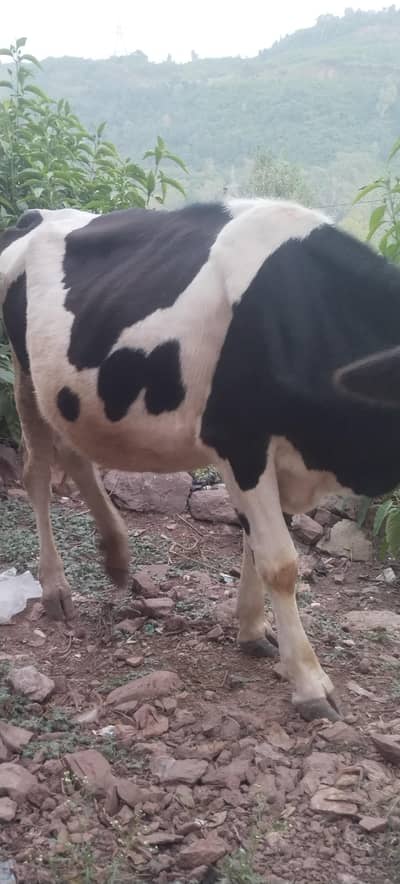 wachi for urgent sale