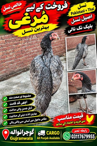 Salati Madi for sale