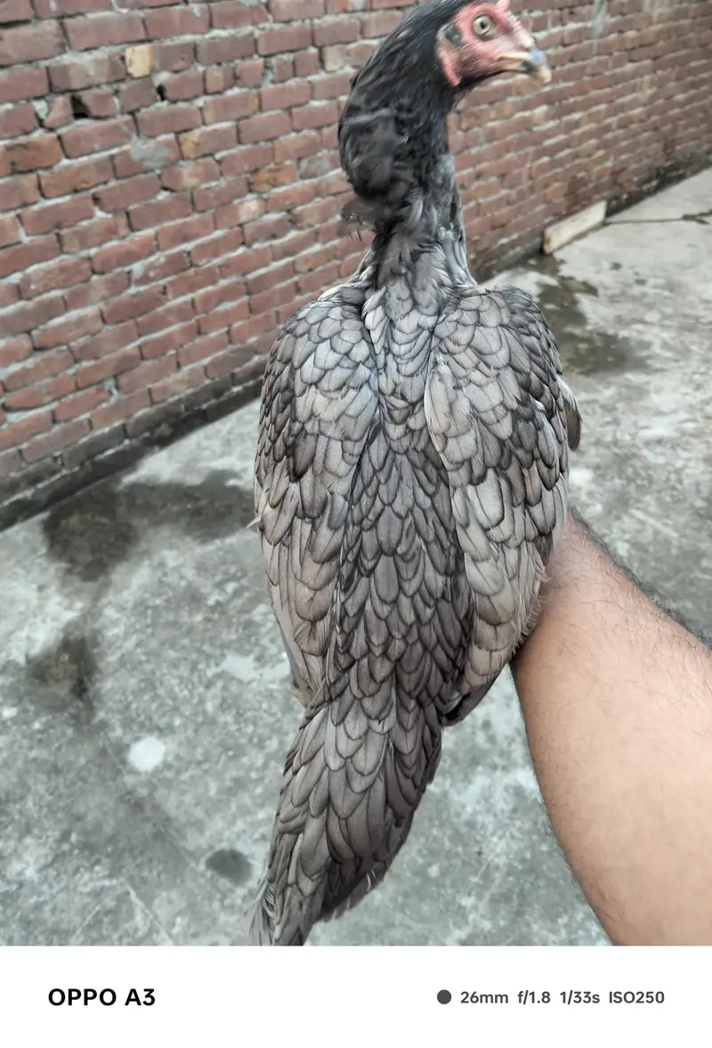 Salati Madi for sale — photo 2