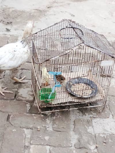 aseel trio set for sale Punjab nsal
