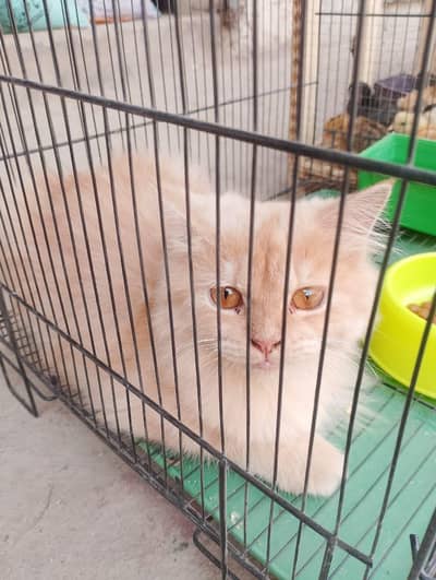 persian male cat for sale