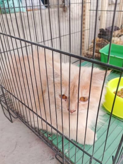 persian male cat for sale double coat