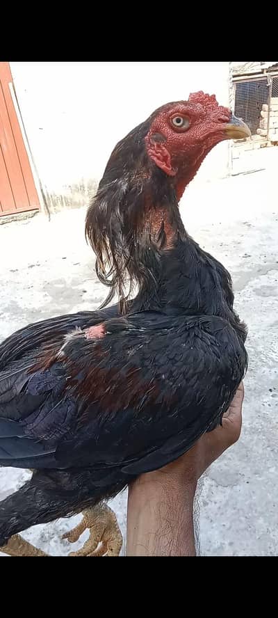 aseel patha bht hi achi quality me