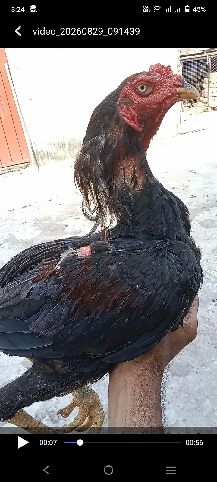 aseel patha bht hi achi quality me — photo 2