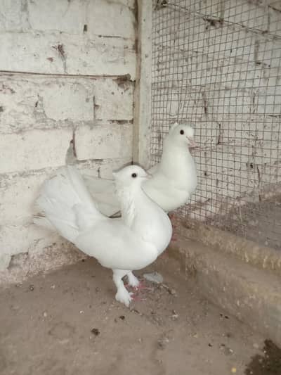 Pure breeder pair — 100% home bred. Healthy and active
