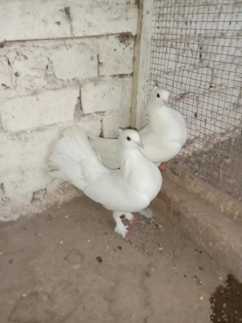 Pure breeder pair — 100% home bred. Healthy and active — photo 2