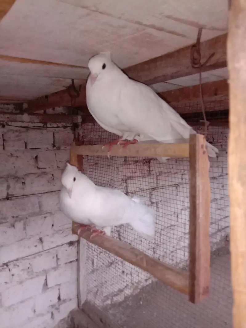 Pure breeder pair — 100% home bred. Healthy and active — photo 3