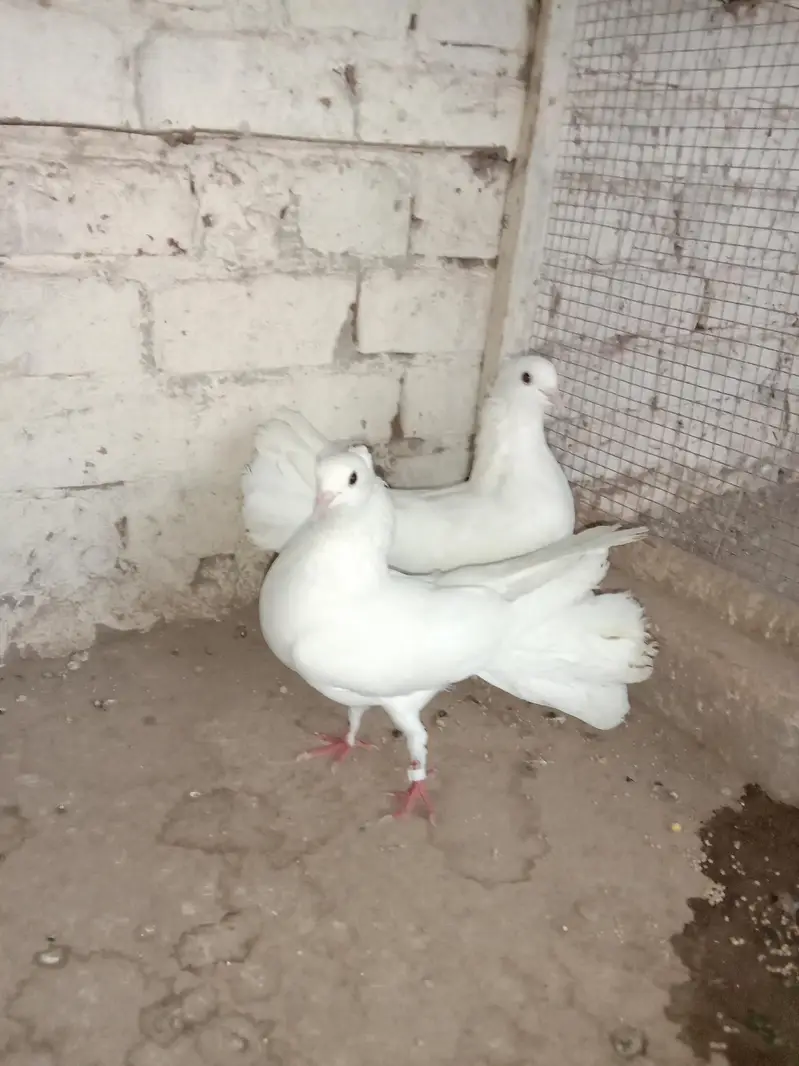 Pure breeder pair — 100% home bred. Healthy and active — photo 4