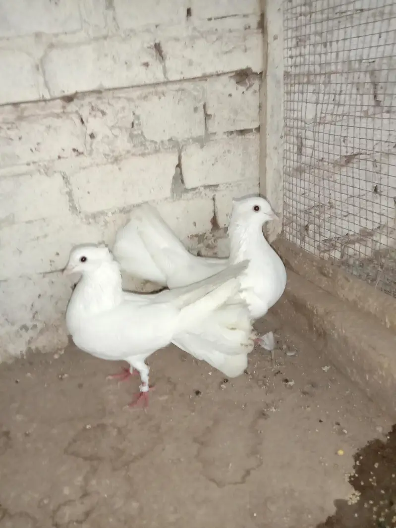 Pure breeder pair — 100% home bred. Healthy and active — photo 5