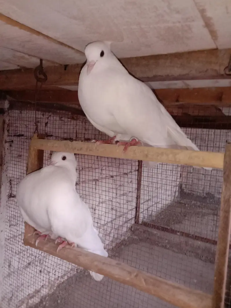 Pure breeder pair — 100% home bred. Healthy and active — photo 7