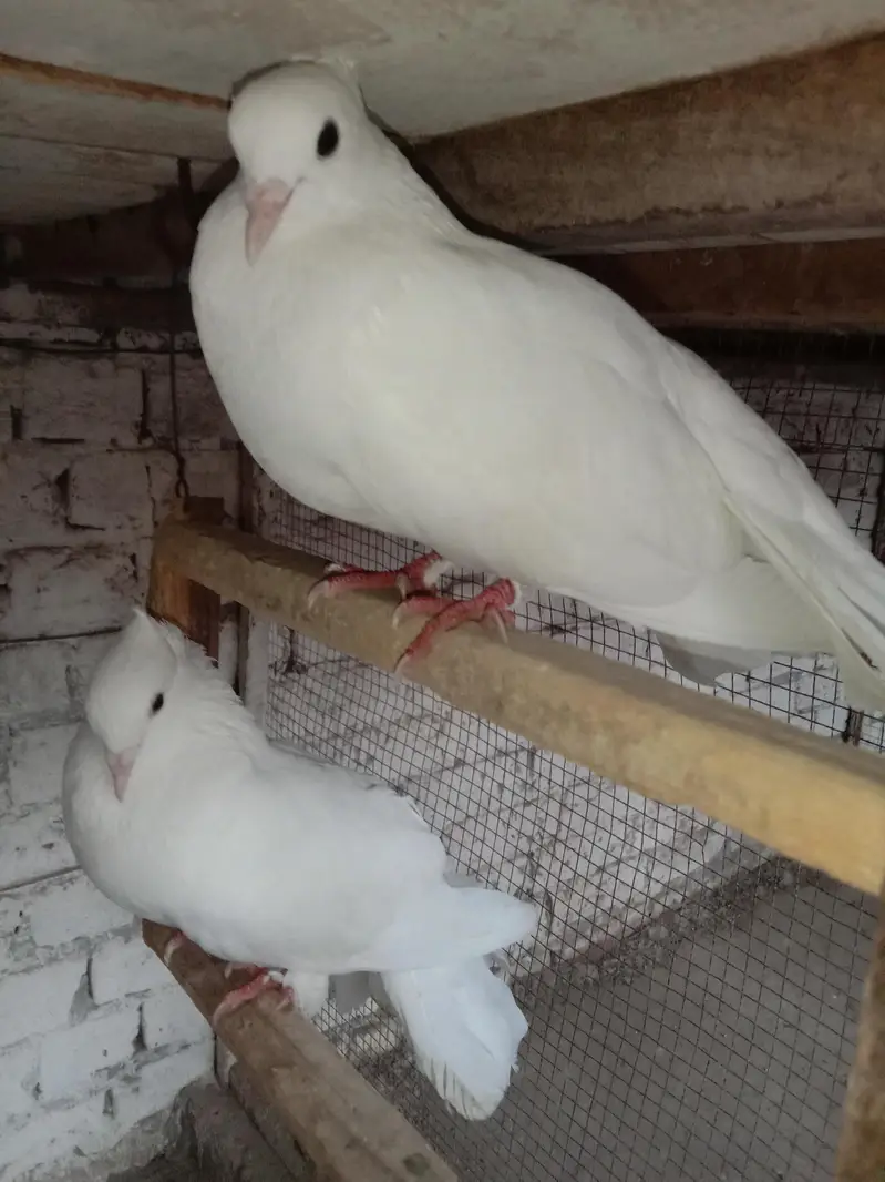 Pure breeder pair — 100% home bred. Healthy and active — photo 8