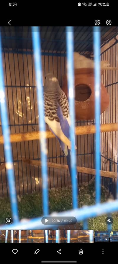1 king size female Turkish quality Red voilet  & 1  Pair of fellows