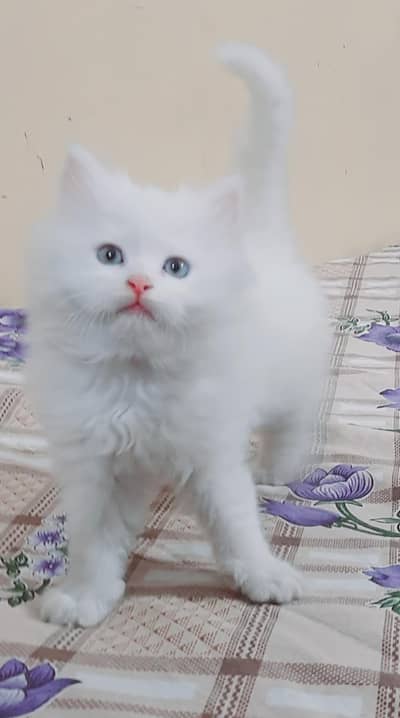 pure triple coated white persian kittens for sale