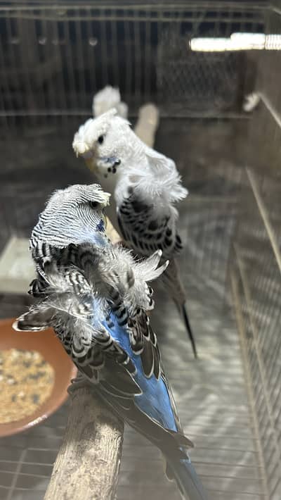 Hogoromo Double Flower Parrot Pair – Blue Male & Silver Female
