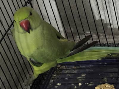 Parrot Male