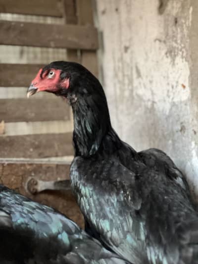 Hight quality Thai Vietnam madi (murghiya hens)