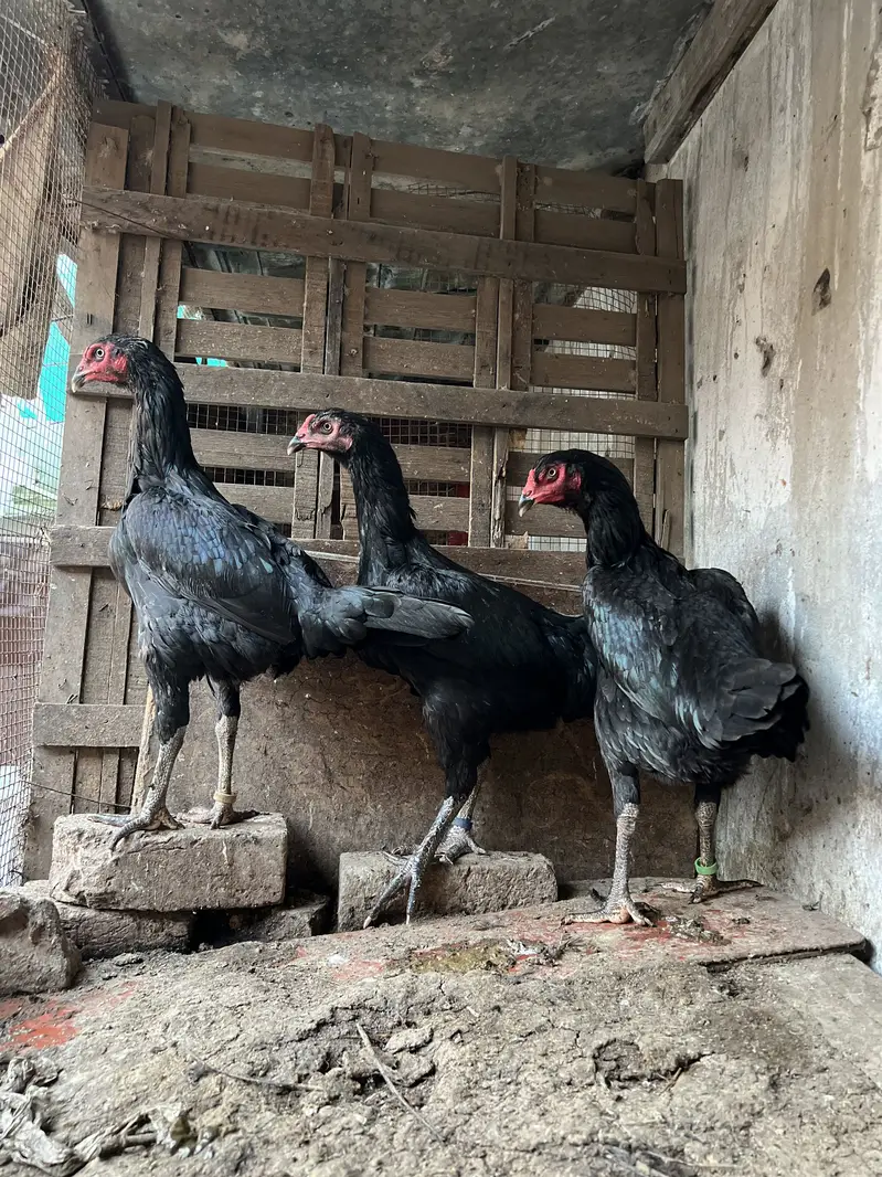 Hight quality Thai Vietnam madi (murghiya hens) — photo 2