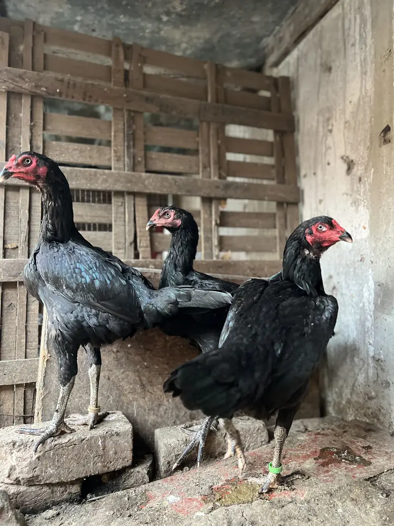 Hight quality Thai Vietnam madi (murghiya hens) — photo 3