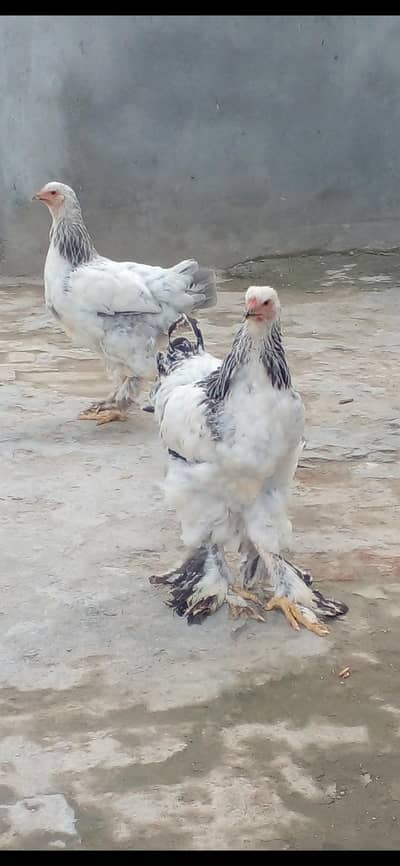 Premium Quality Light Blue Brahma Pair (6 Months Old)