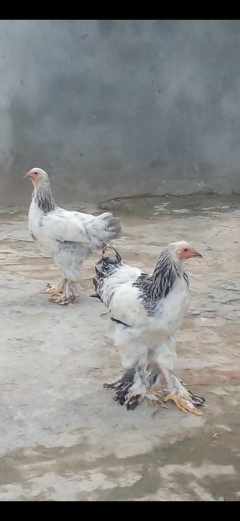 Premium Quality Light Blue Brahma Pair (6 Months Old) — photo 2
