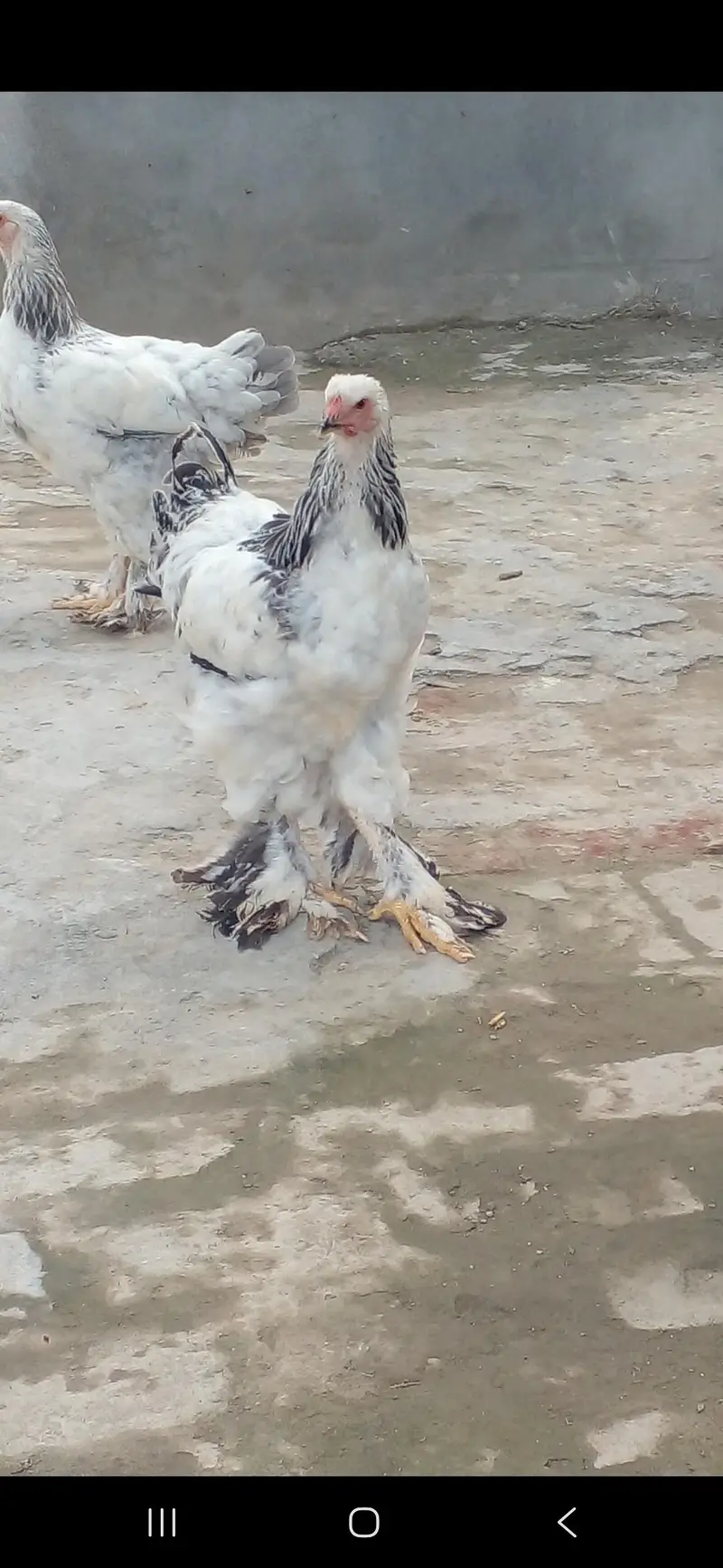Premium Quality Light Blue Brahma Pair (6 Months Old) — photo 3