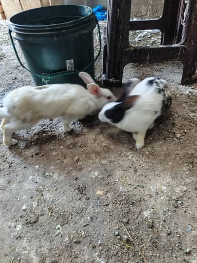 Rabbit Breeder Pair for sell