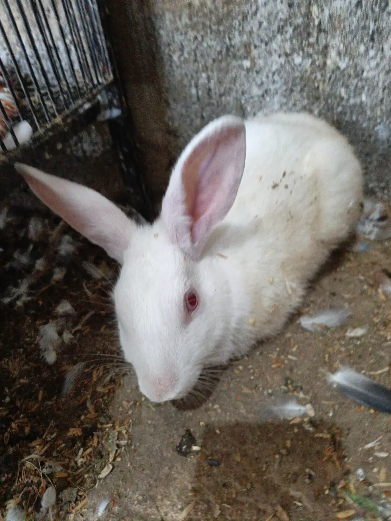 Rabbit Breeder Pair for sell — photo 2