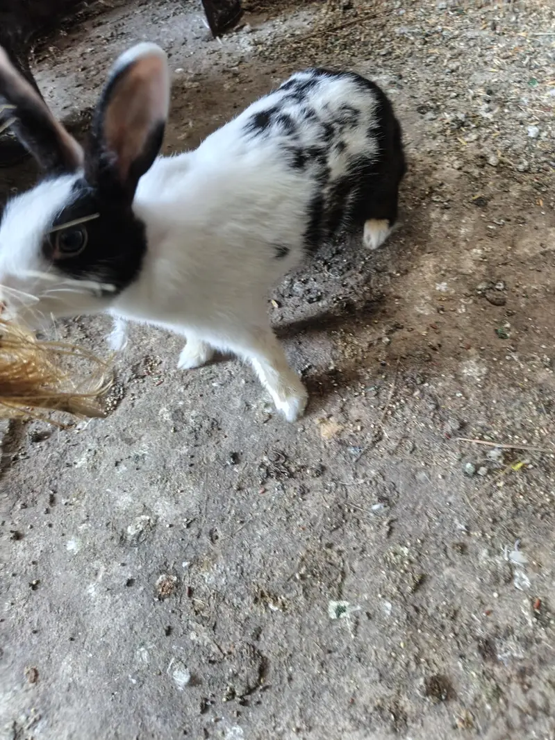 Rabbit Breeder Pair for sell — photo 3