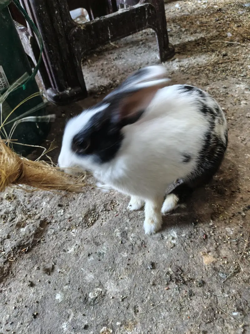 Rabbit Breeder Pair for sell — photo 4