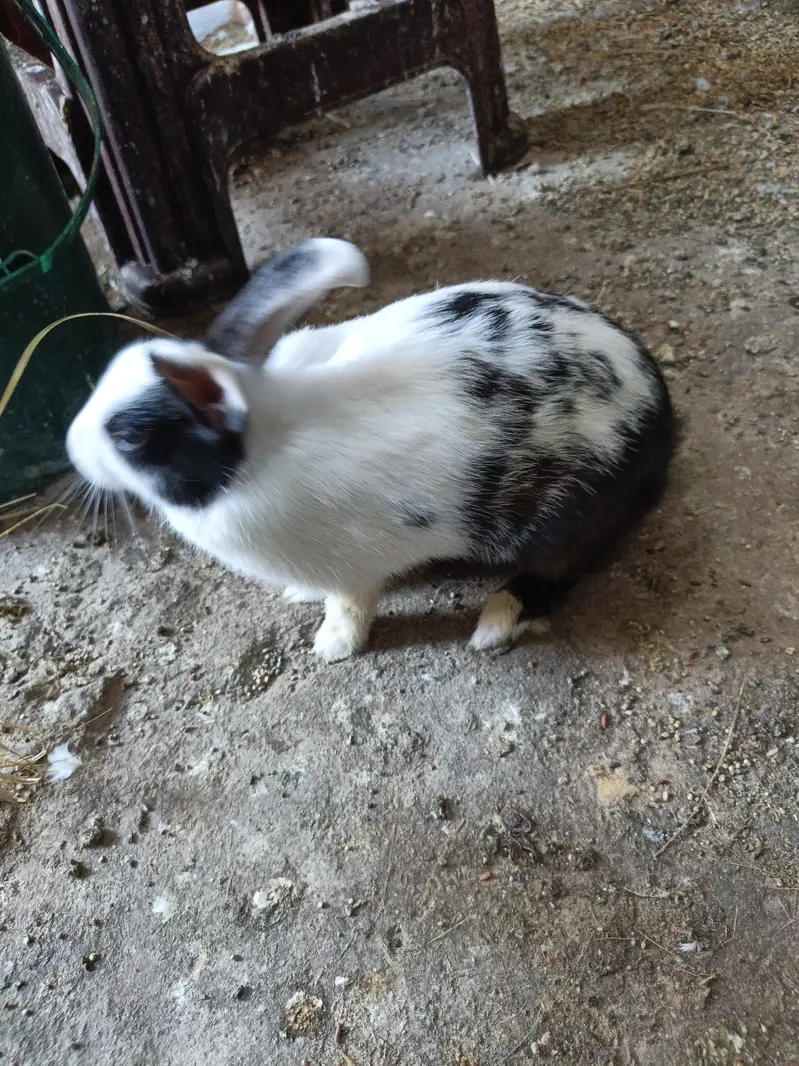 Rabbit Breeder Pair for sell — photo 5