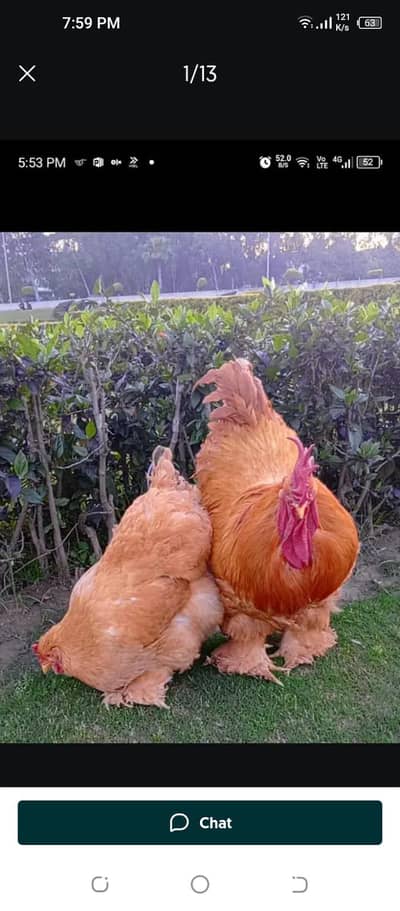 aseel and fancy hens