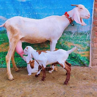 Gulabi Bakri Bacho Wali