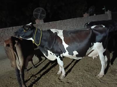 Freisian Cow 7 month pregnant