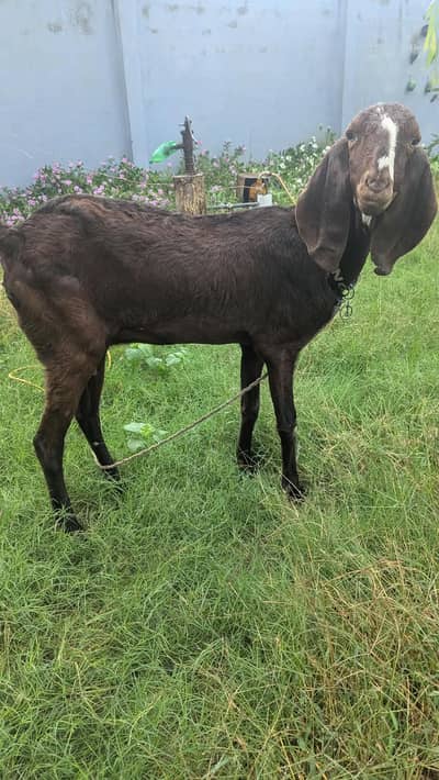 Moni bakri