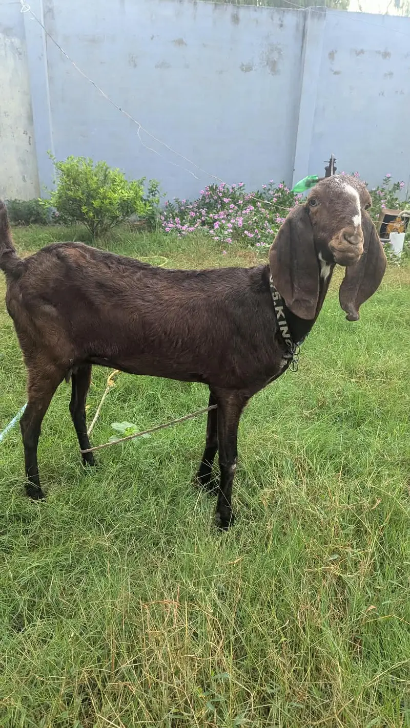 Moni bakri — photo 2