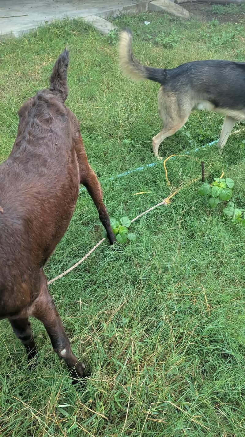 Moni bakri 2