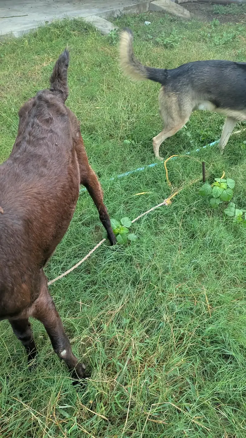 Moni bakri — photo 3