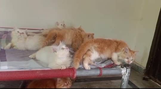 Kittens for sale 8500 each