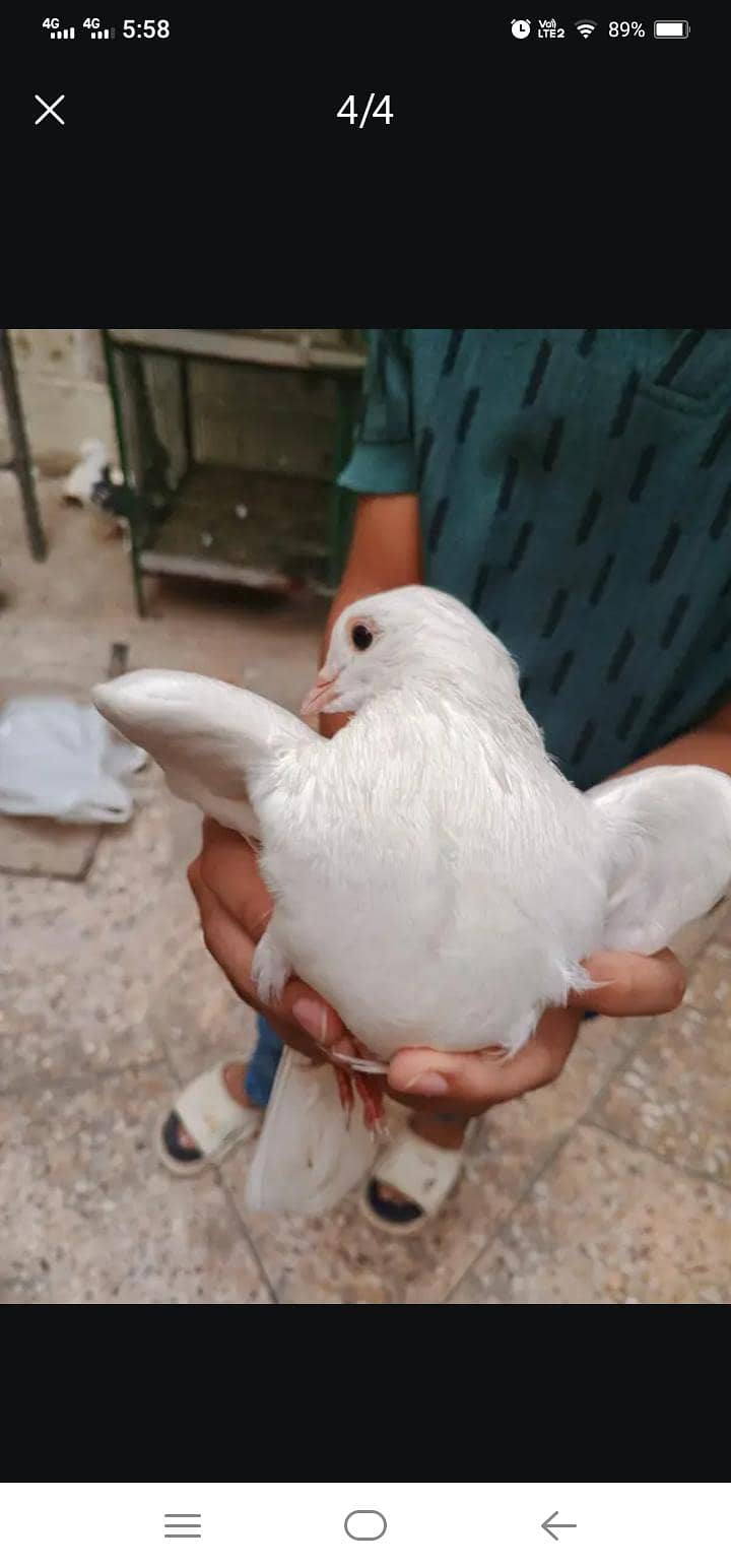 fancy pigeon 0