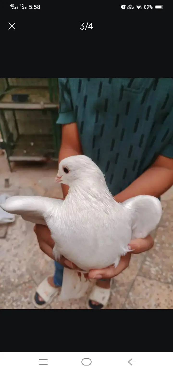 fancy pigeon — photo 2