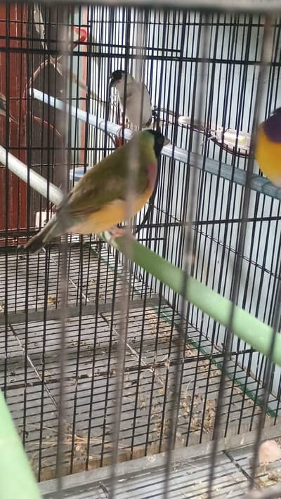 star finches