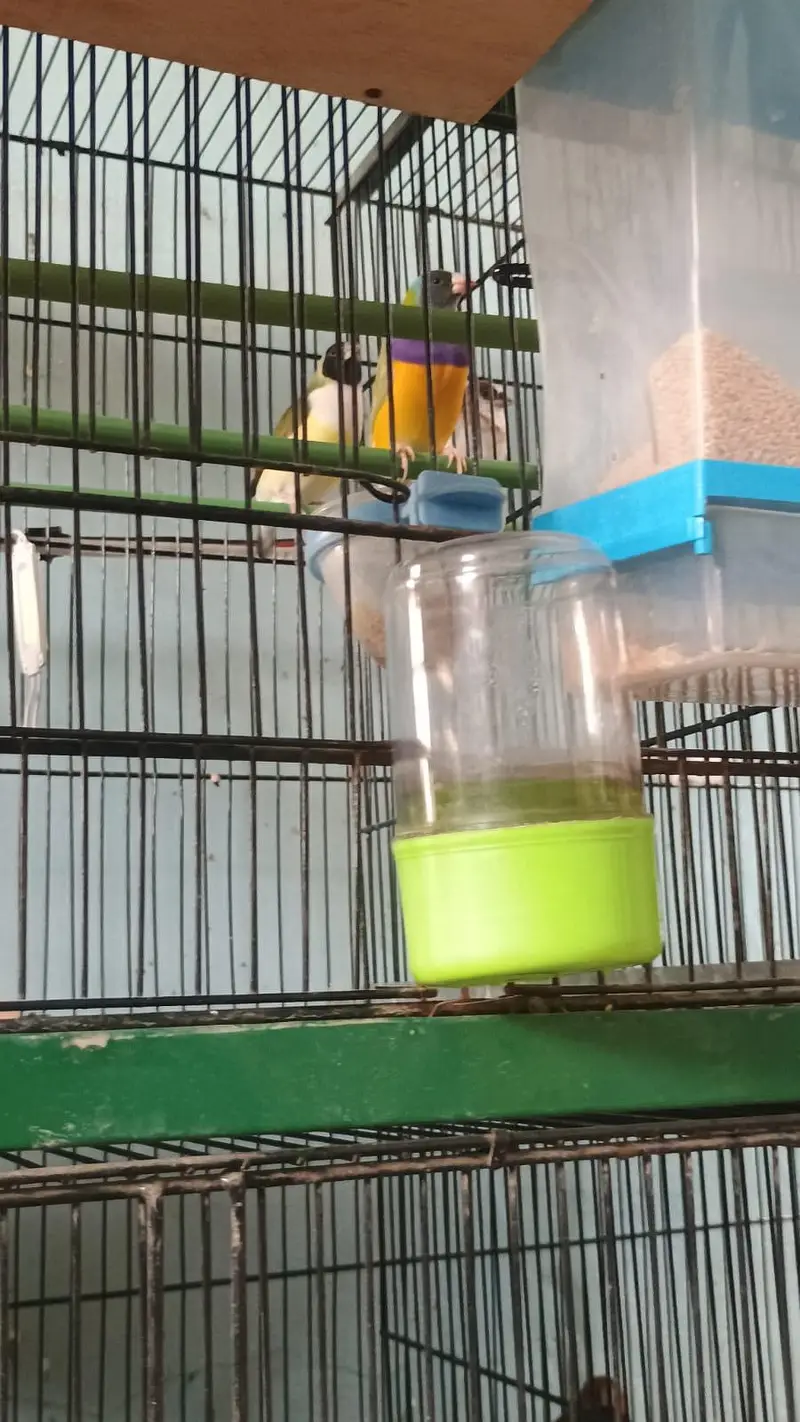 star finches — photo 2